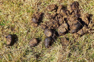 Fresh cow dung resting on dry grass