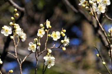 Japonya 'da güzel kiraz çiçekleri