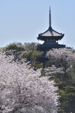 Sakura ağacı çiçeği manzarası, kiraz çiçeği 