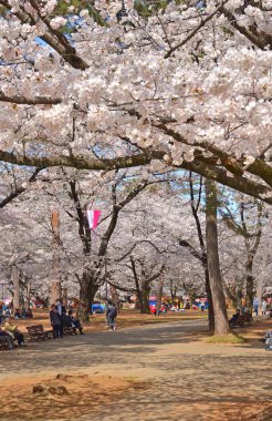 Baharda bahçede çiçek açan güzel ağaçların yakın görüntüsü.     