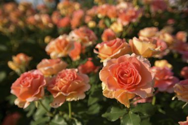 Bahçede açan güzel gül çiçekleri 