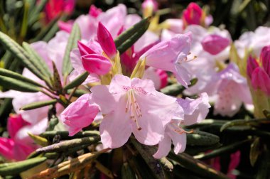 Pembe ormangülü çiçek çiçeklenme