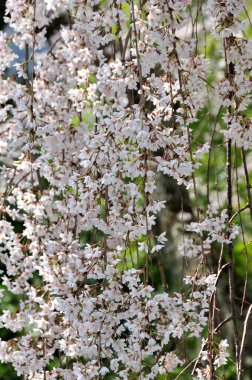 Japonya 'da güzel kiraz çiçekleri