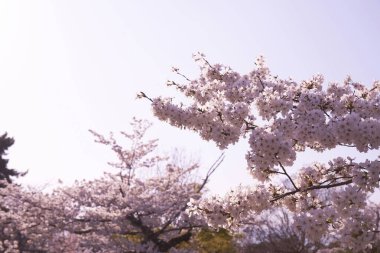 Tokyo kiraz çiçeği