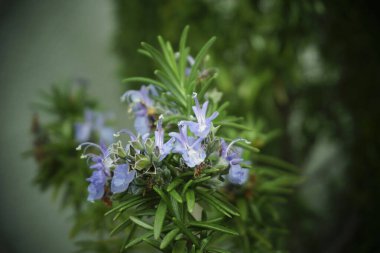 Güzel botanik fotoğrafı, doğal duvar kağıdı.