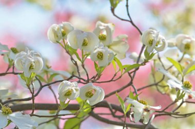 Güzel Beyaz Manolya Çiçekler