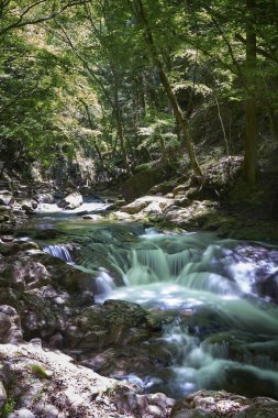basamaklı şelale orman
