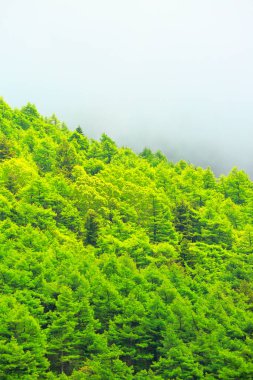 Taze yeşil dağ manzarası