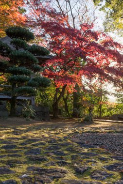 Japon akçaağaç ağaçları sonbahar mevsiminde