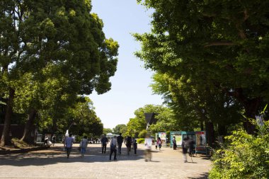 Tokyo, Japonya 'da Ueno Onshi Park' ta güneşli bir gün.