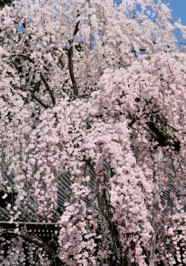 Japonya 'daki parkta pembe sakura çiçekleri