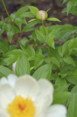 yasemin beyaz çiçek