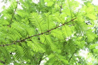 Güzel yeşil yapraklar ağaçların yakın görüntüsünde.