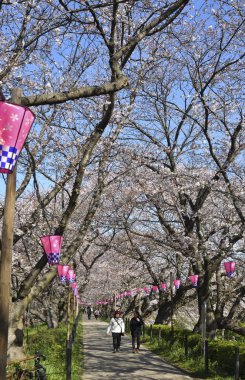 Baharda sakura çiçek açar, Japonya