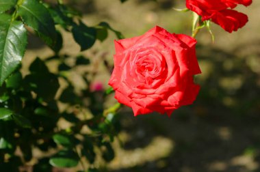 Bahçede kırmızı gül
