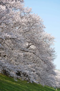 Beyaz sakura çiçekleri açıyor. 