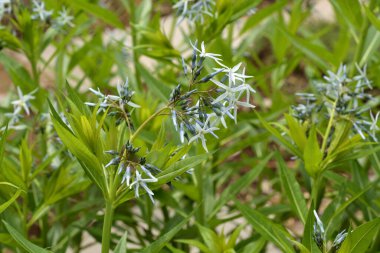Bitkinin çiçeği güzel kokulu bir bitkidir.
