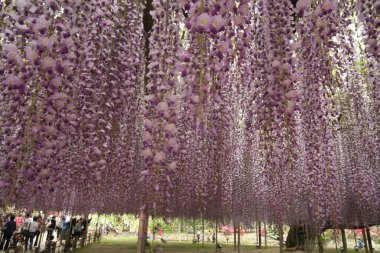 Bahçedeki güzel mor çiçekler