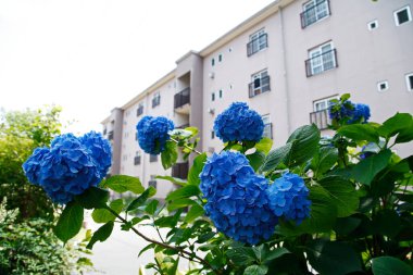 güzel çiçek arkaplan görüntüsü 