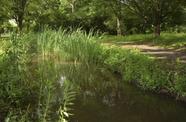 Parkta nehir olan yaz manzarası