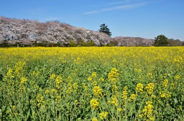 Tokyo 'da Japonya' da kiraz çiçekleri
