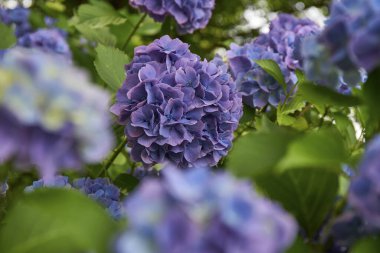 Bahçedeki güzel ortanca çiçeği