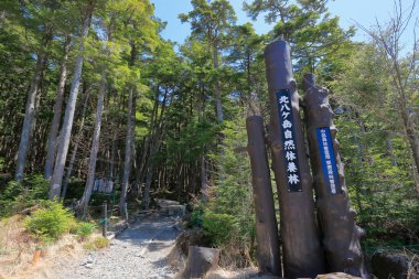 Ormanın ortasında bir tabela.