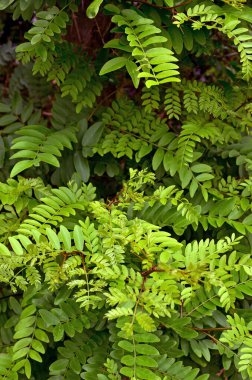 Doğada yeşil yapraklar, çevre yaprakları ve bitki örtüsü