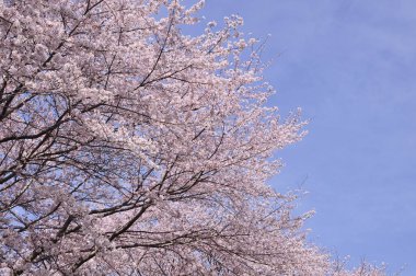 Japonya 'da güzel kiraz çiçekleri