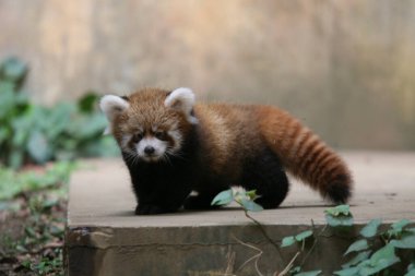 Japonya hayvanat bahçesinde kırmızı panda