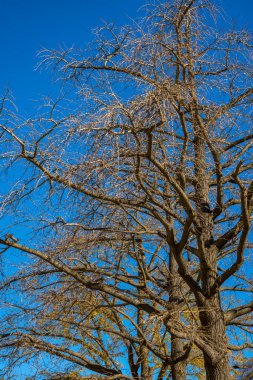 Bitmiş ginkgo ağaçları ve mavi gökyüzü