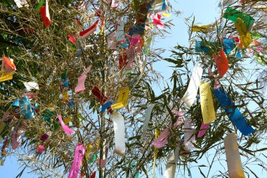 Tanzaku 'ya yazılmış dilekler, küçük kağıt parçaları, ve bir dilek ağacına asılmış.