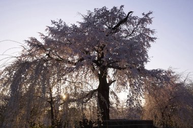 Güzel botanik fotoğrafı, doğal duvar kağıdı.