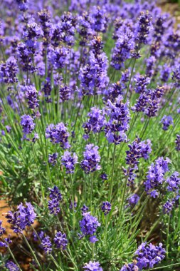 Çiçeklerin içinde açan lavanta