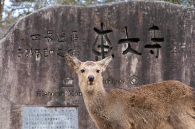 Japonya 'da şirin bir geyiğin portresi