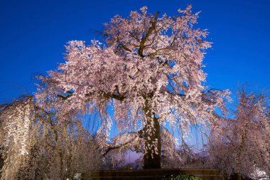 Beyaz sakura çiçekleri açıyor. 