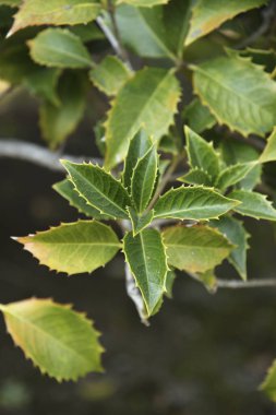 Güneş ışığında bir ağacın yeşil yapraklarının yakın çekimi.