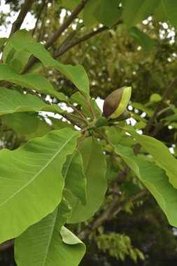 Yeşil yaprakları kapat