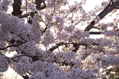 Ağaçtaki güzel bahar çiçekleri