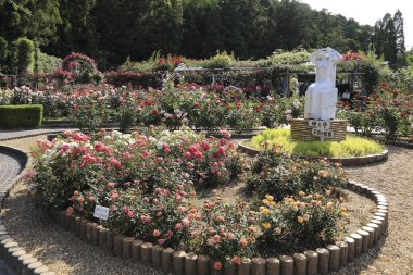 Parktaki çiçek tarhında güzel çiçekler