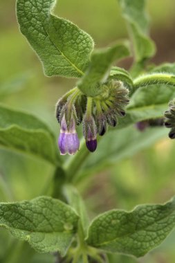 Bahçedeki mor adaçayı çiçeğinin yakın görüntüsü