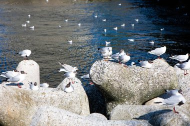 Kayalık kıyı şeridinde dinlenen martılar