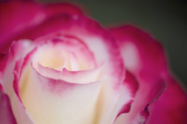 Yeşil yapraklı güzel kırmızı bir çiçeğin makro çekimi..