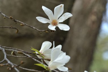 İlkbaharda açan manolya çiçekleri 