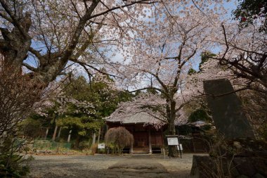 Sakura ağacı çiçeği manzarası, kiraz çiçeği 