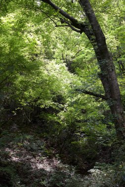 Yeşil ağaçları ve ormanı olan güzel bir manzara.             