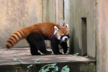 Japonya hayvanat bahçesinde kırmızı panda