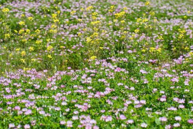 Bahçede güzel çiçekler, flora        