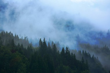 Sonsuza dek yeşil orman ve sisli dağların güzel manzarası.
