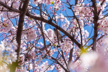 Japonya 'da kiraz çiçeği zamanı